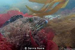 Lingcod Sunbathing. by Dennis Howie 